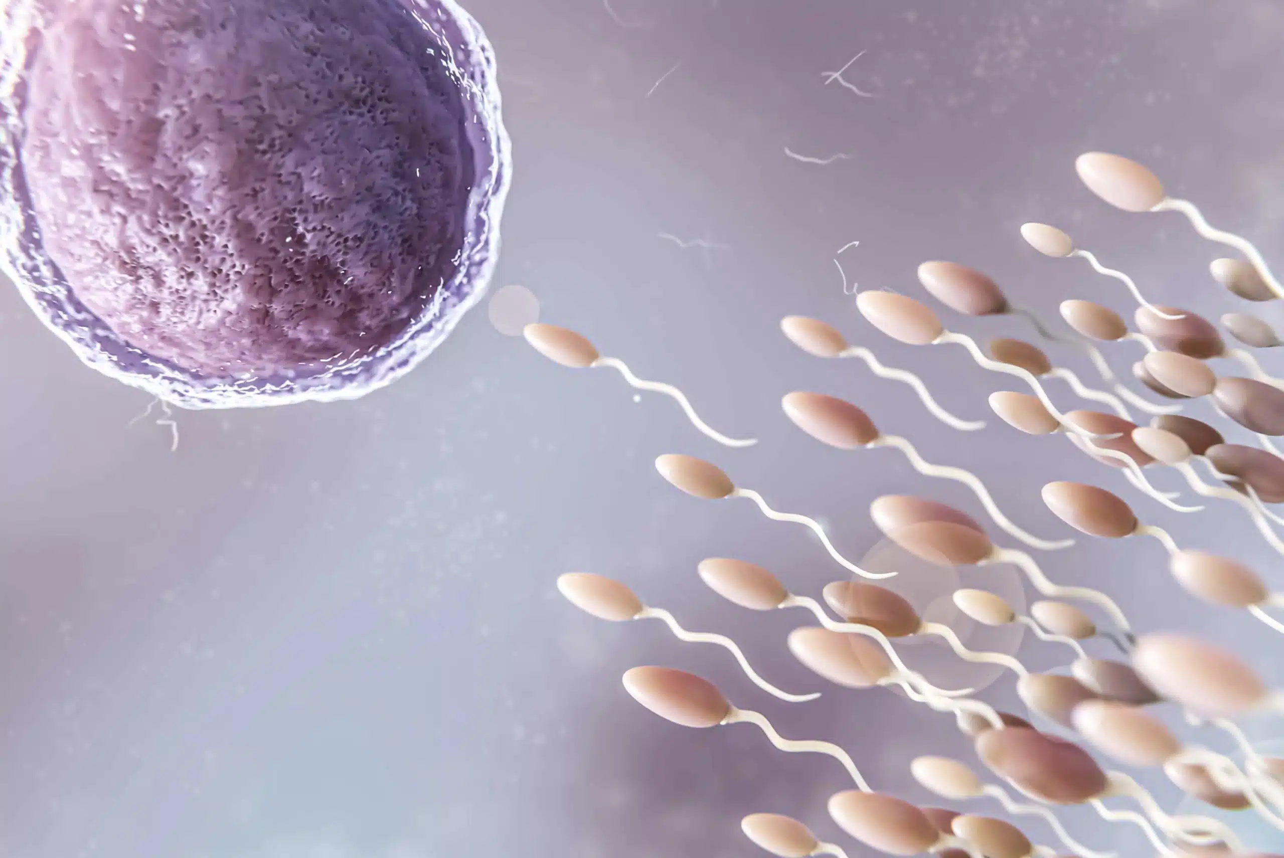Egg and sperm donation